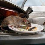 Rat dans l'assiette val d'Oise (95) et Oise (60)