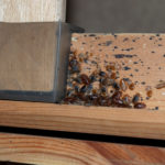 Bed,Bug,Infestation,On,Bed,Frame,Made,From,Timber,And
