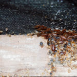 Cimex,Lectularius,Or,Bedbugs,Infest,A,Wooden,Bed,Frame,In