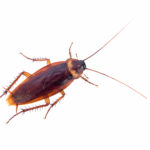 Cockroach,Isolated,On,White,Background,(top,View)