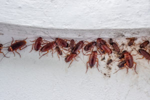 Close,Up,Cockroach,Insects,On,White,Wall,With,Big,And