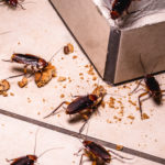 Les cafards et les blattes