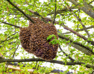 Guêpes et Frelons 95: l'essaim d'abeille